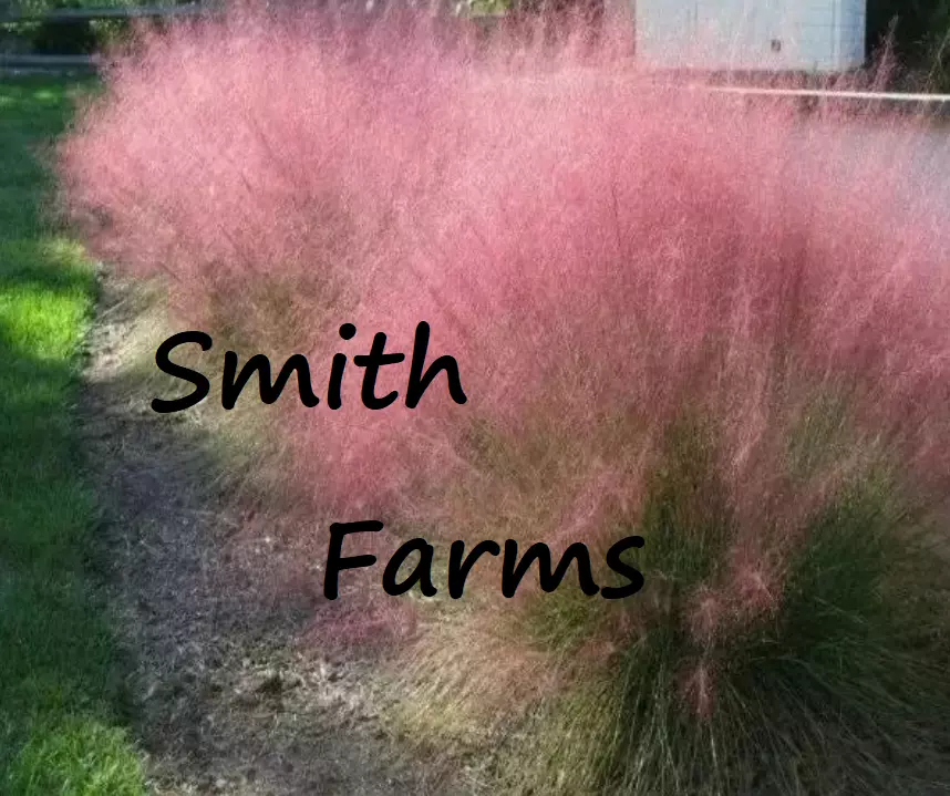 50 Seeds Pink Muhly Grass Muhlenbergia Capillaris Groundcover Landscaping Plant  - $9.50