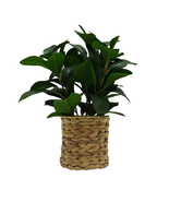 13&quot; Artificial Peperomia Plant in Natural Wicker Basket - £25.78 GBP