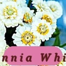 7551 zinnia white pop thumb200