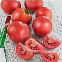 Early Girl Tomato  10 Seeds  Garden Beautiful USA SELLER - £4.20 GBP