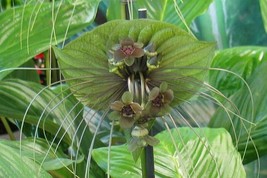 Tacca Chantrieri Green 20 Seeds USA Fast Shipping - £17.69 GBP