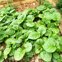 Basella Alba Green Malabar Spinach 10 Grams Seeds Garden - £8.42 GBP