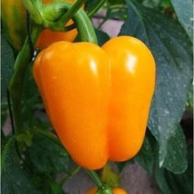 50+ Sunbright Sweet Bell Pepper Seeds | 2023 | Organic NON-GMO - £2.38 GBP