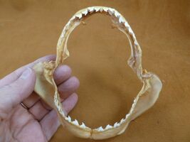 sj470-194-1) 5-1/4" Tiger SHARK jaw sharks jaws teeth taxidermy educational - $38.99