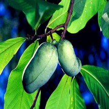 From Usa Stratified Paw Paw Fruit Tree Seeds (Asimina Triloba) Indian Banana Har - £7.43 GBP