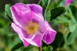 50 Woods Rose Seeds For Planting Rosa Woodsii-Grow Wild Rose Bushes Usa Seller - £13.25 GBP