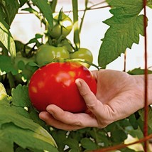 BEST 50 Seeds Easy To Grow Better Girl Tomato Vegetable Tomatoes - £7.94 GBP