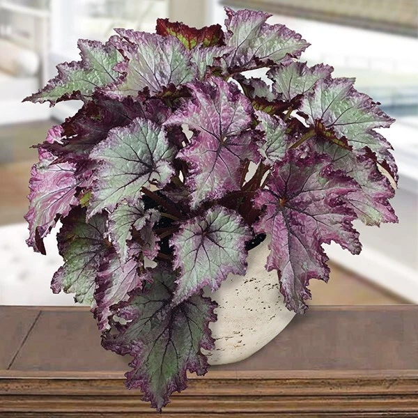 15 Seeds Begonia Rex Hybrid – Colorful Foliage Houseplant for Indoors - $10.00