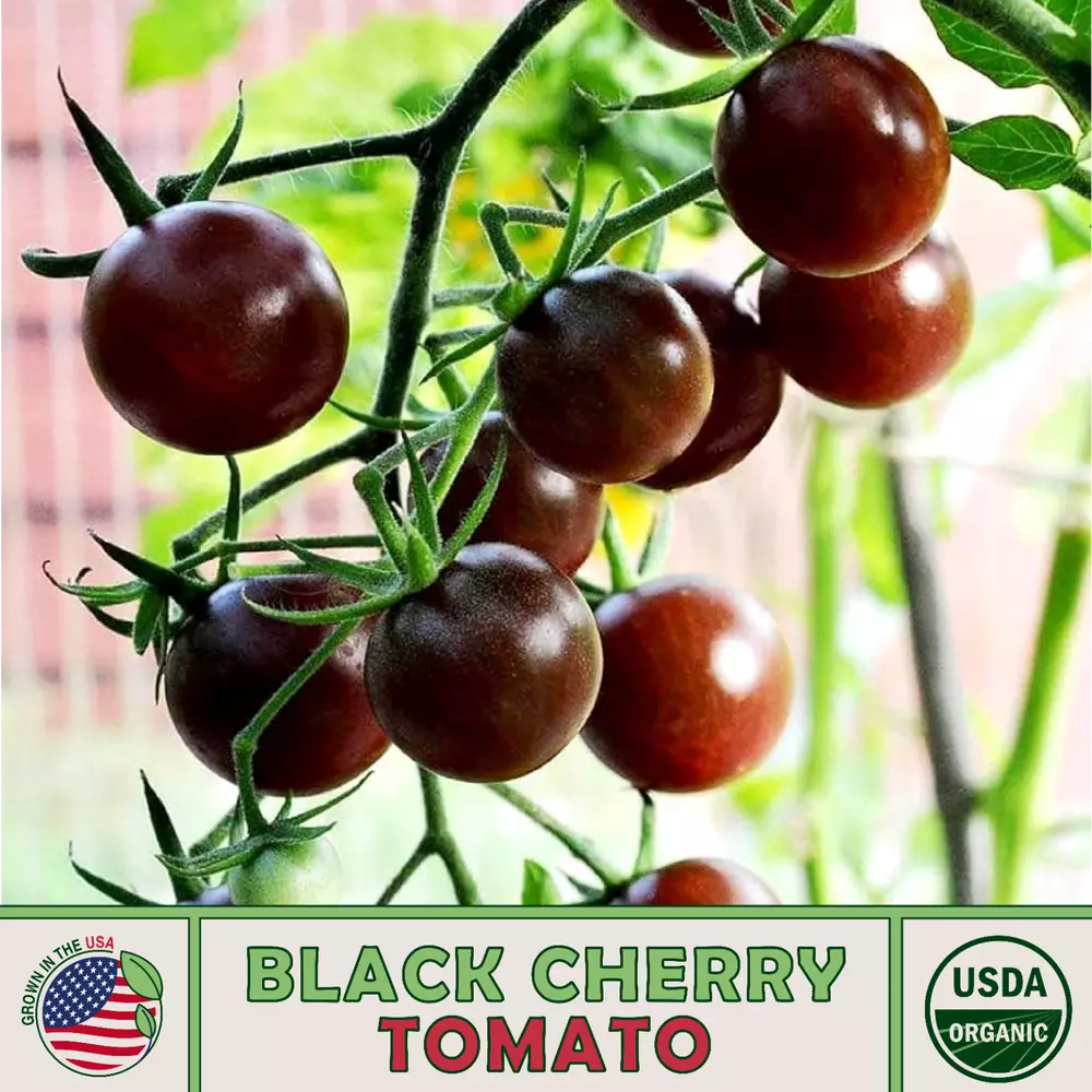 10 Black Cherry Tomato best Seedss Organic Open Pollinated Non-GMO - $5.35