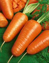 KKG Chantenay Red Core Carrot Seeds 300 600 1000 2000 5000 Seed Lots Fre... - $7.89