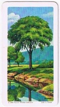Brooke Bond Red Rose Tea Card #30 American Elm Trees Of North America - $0.98