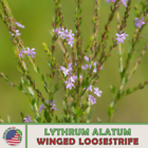  Winged Loosestrife 2000 Seeds, Native Wildflower, Genuine USA - £10.20 GBP