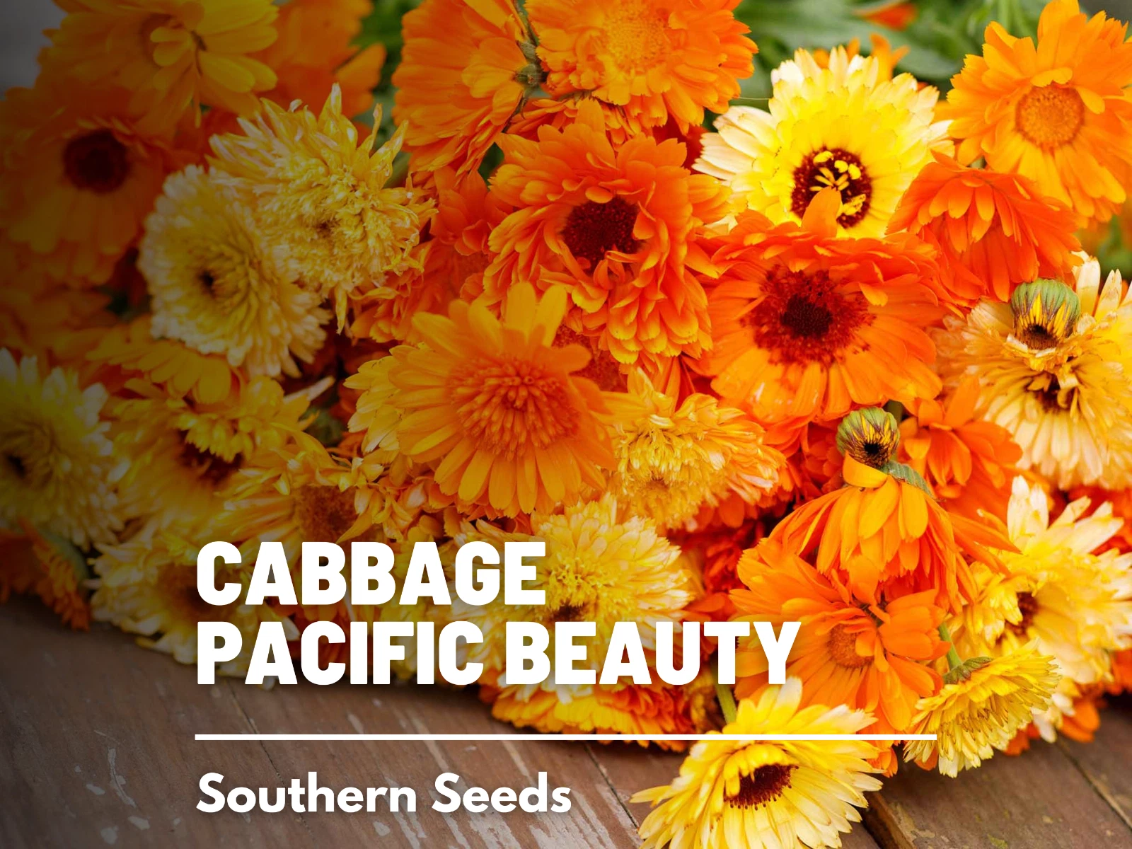 Calendula, Pacific Beauty - Heirloom Medicinal Plant Seeds - $14.82