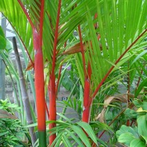 US Seller Cyrtostachys Renda Red Sealing Wax &amp; Lipstick Palm 5 Seeds Fast Shippi - £13.64 GBP