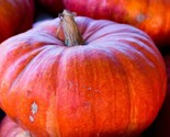 10 Cinderella Pumpkin Seeds Pumpkin Pie Halloween #Cinderellapumpkin Fas... - $8.99