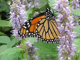 500 Purple Anise Hyssop Blue Giant Licorice Mint Agastache Foeniculum Herb Seeds - £8.46 GBP