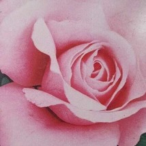 Queen Elizabeth Grandiflora 2 Gal. Pink Live Bush Plants Shrub Plant Fine Roses - £34.30 GBP