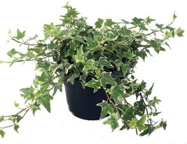 4&quot; Pot - Hedera Glacier English Ivy - Easy to Grow Indoors Live Plant - Garden - £40.88 GBP