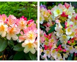 Percy Wiseman Azalea Rhododendron Varying Shades of Pink STARTER Plant - $68.93