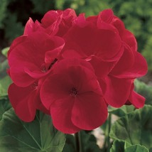 Geranium - Maverick Red F1, 10 Seeds D - £11.31 GBP