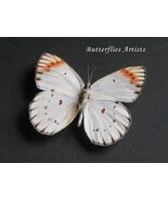 Colotis Danae Crimson Tip Real Butterfly Framed Entomology Collectible Shadowbox - $83.20 CAD