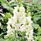 100 Seeds Snowflake White Snapdragon Flower Seeds - £6.72 GBP