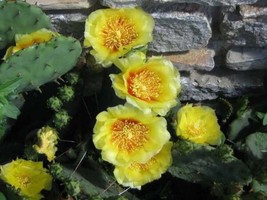 USA Yellow Prickly Pear Cactus Opuntia Ficus 10 Seeds - £8.62 GBP