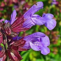 Salvia Officinalis Common Or Garden Sage 20 Seeds Seeds Fresh Fast Shipping - £16.42 GBP