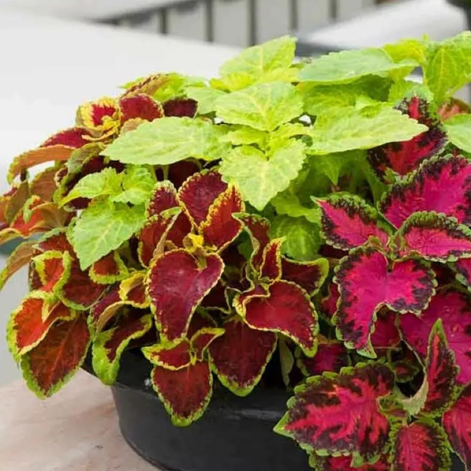 COLEUS Rainbow Mix 200 Seeds Shade Garden Container Houseplant From US - £6.30 GBP