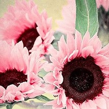 Seeds Light Pink Sunflowers Huge Sunflower Large Flowers 50 Seeds Garden - £8.77 GBP