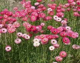 Enil Paper Daisy Pink Everlasting Florists Crafters Pollinators 200 Seeds - £3.55 GBP