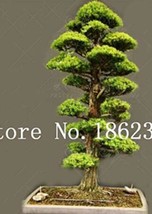 20Pcs Evergreen Cedar Tree Seeds Fresh Garden - $11.28