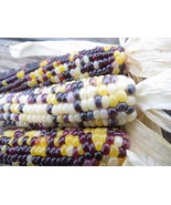 Cave Corn - Ancient corn from the dawn of agriculture in the Southwest - $106.42 MXN