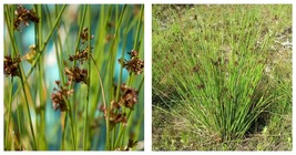 Juncus effusus Soft Rush Wetland Restoration Bareroot Fresh - £26.33 GBP