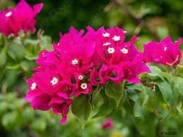 200 Seeds Pink Climbing Bougainvillea Spectabilis Bonsai Plant - $11.65