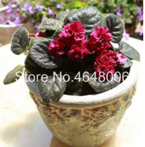 100 Seeds Mini Violet Bonsai Flower African Herb Houseplants Garden Beautiful - $4.90