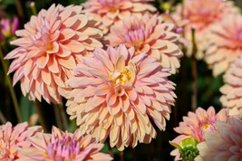 Seeds 50 Watercolor Mix Dahlia Variabilis Double Bloom Mixed Colors Flower Seeds - £21.23 GBP