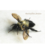 Large Eastern Bumblebee Real Bombus Impatiens Framed Entomology Shadowbox  - $88.88 CAD