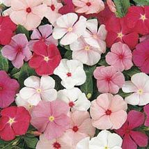 50 Seeds Mixed Vinca Periwinkle Mix Flowers Planting Garden Fast Shipping US - £7.30 GBP