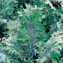 333 Seeds Kale Red Russian Stems Veins W Green Leaves New Fast Shipping - $4.28