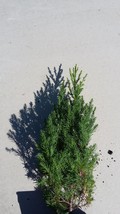 Lot of (10) Emerald Green Arborvitae 5&quot;-9&quot; Tree Seedlings Spring 2025 Sh... - $90.95
