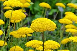 Gold Yarrow Seeds | Non-GMO | Golden-Yellow Blooms | Drought Tolerant | ... - $4.99+