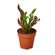 Croton Mammy Plant in a 4-inch Nursery Pot, Alive Colorful, Codiaeum Var... - £16.84 GBP