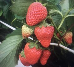 100 Seeds Red Strawberry Seeds Big Flesh Fruit Perennial Container Garden - £6.27 GBP