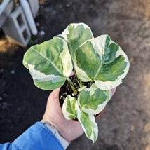 Pothos N’Joy – Rare Variegated Indoor Plant – Easy Care Houseplant 2” Pot - $12.86