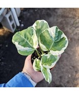 Pothos N’Joy – Rare Variegated Indoor Plant – Easy Care Houseplant 2” Pot - $12.86