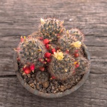 Mammillaria Prolifera Cactus Seeds (10) - Rare Exotic Succulent, Grow Your Own M - £5.22 GBP