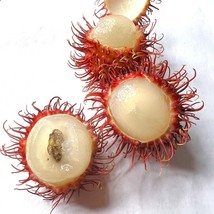 FROM US Live Exotic Fruit Tree Seedlings 12”-24” Rambutan TP15 - £37.47 GBP