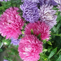 500 Seeds Organic Aster Giants Of California Beautiful Bright Blooms - £14.94 GBP