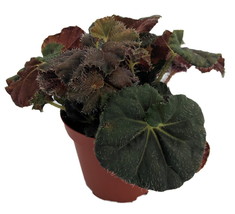 Carol Knight Begonia Plant - 3.7&quot; Pot - Terrarium/Fairy Garden/Houseplant/Bonsai - £34.79 GBP